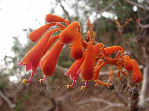 Firmiana colorata - Scarlet Sterculia